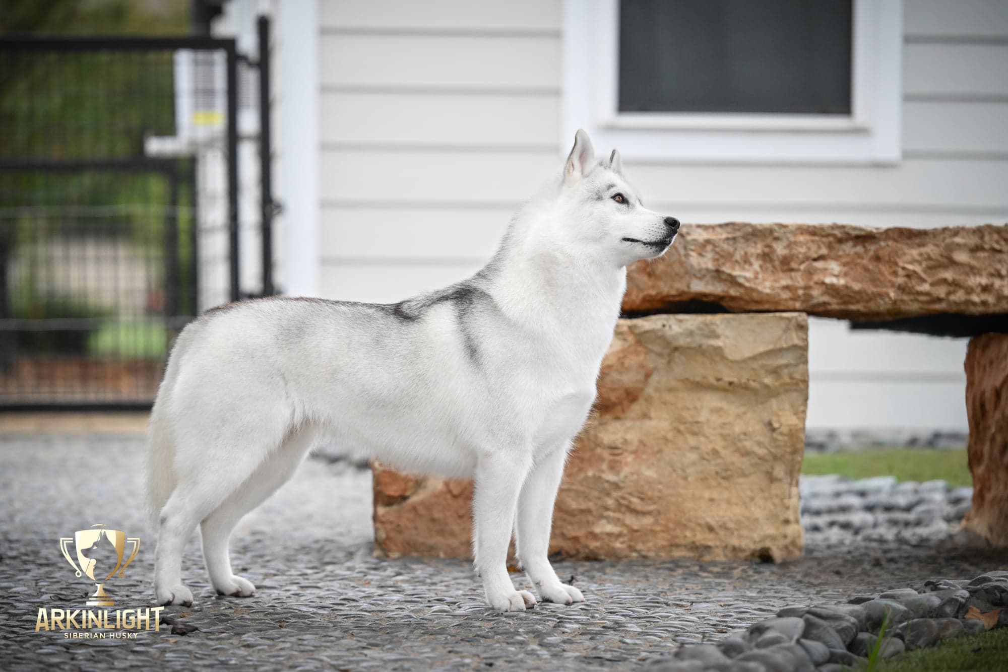 Sunny showing adult Siberian Husky structure