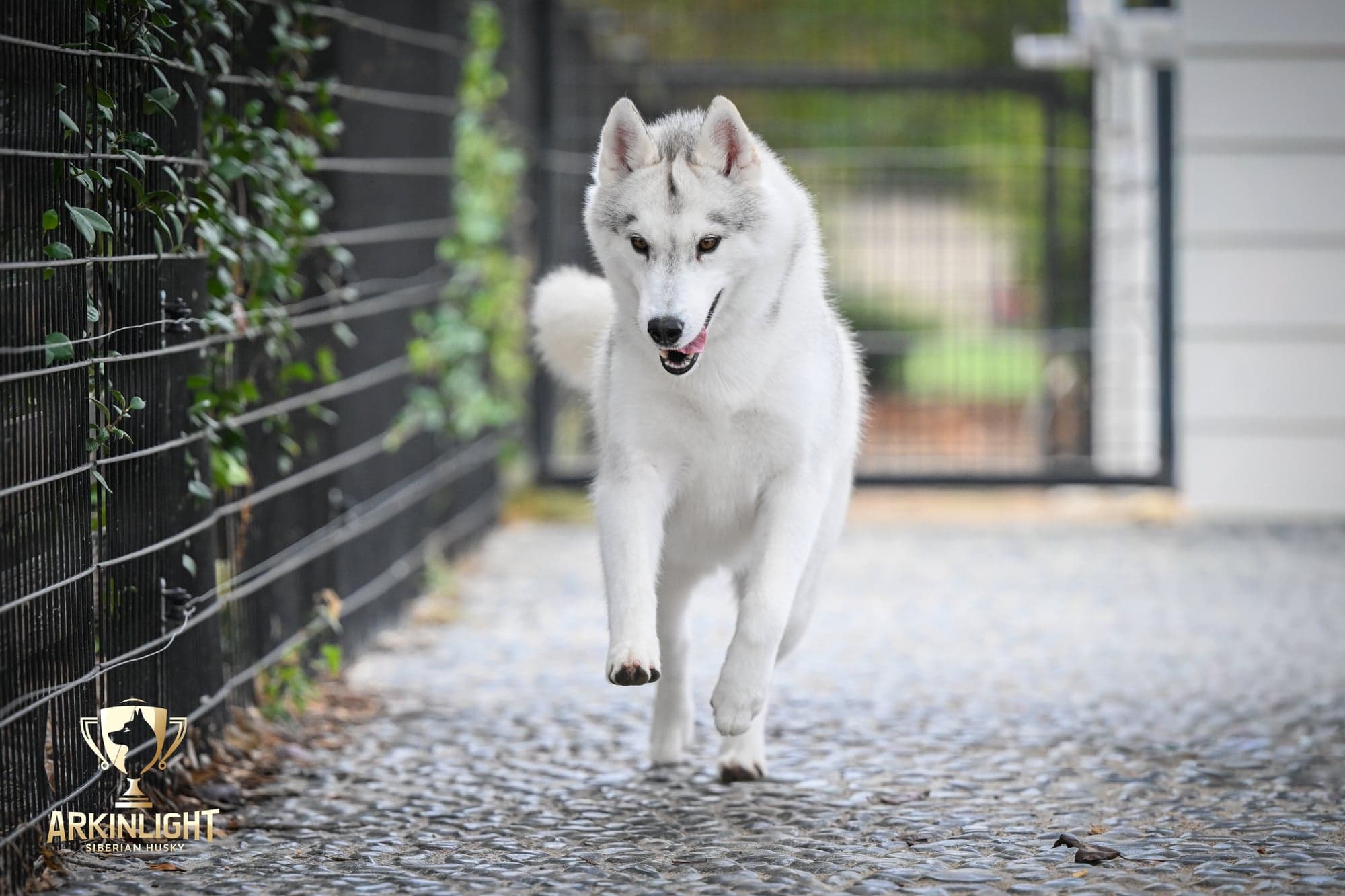 Sunny in motion during adult placement photos
