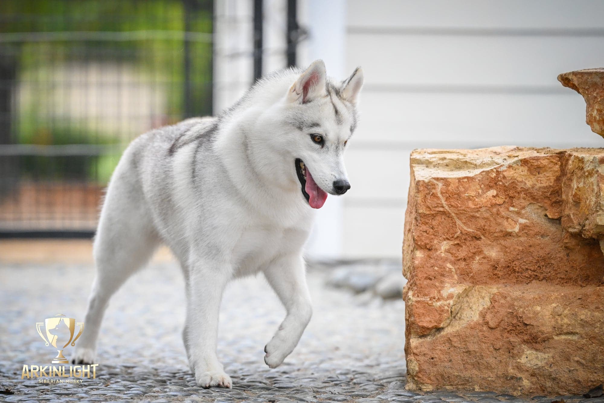 Sunny adult Siberian Husky placement photo 3