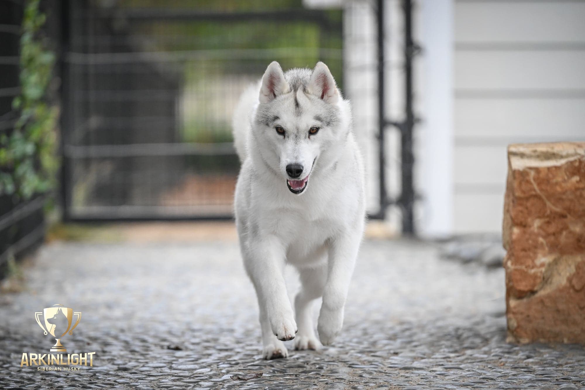 Sunny adult Siberian Husky placement photo 4