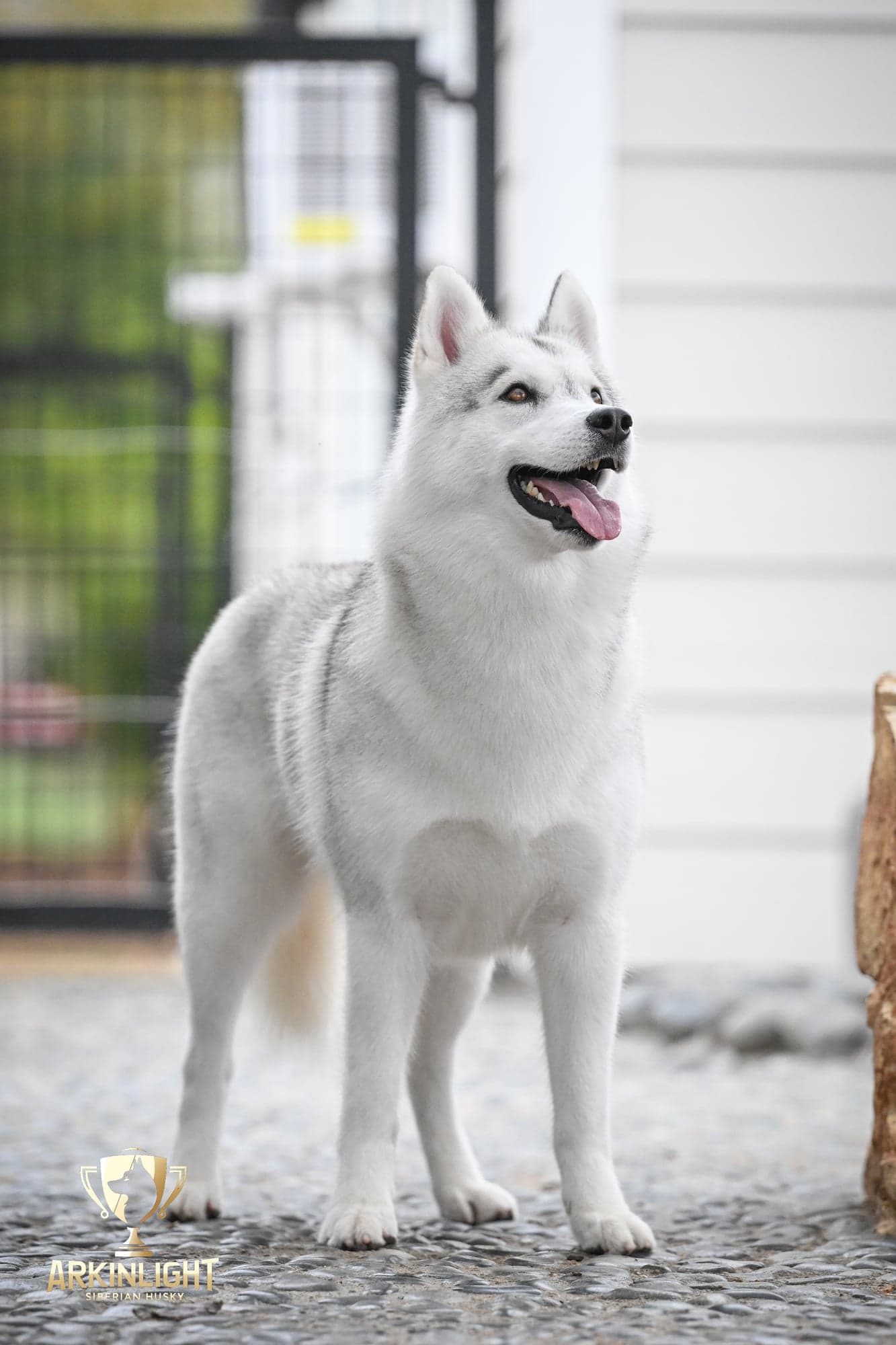 Sunny adult Siberian Husky portrait