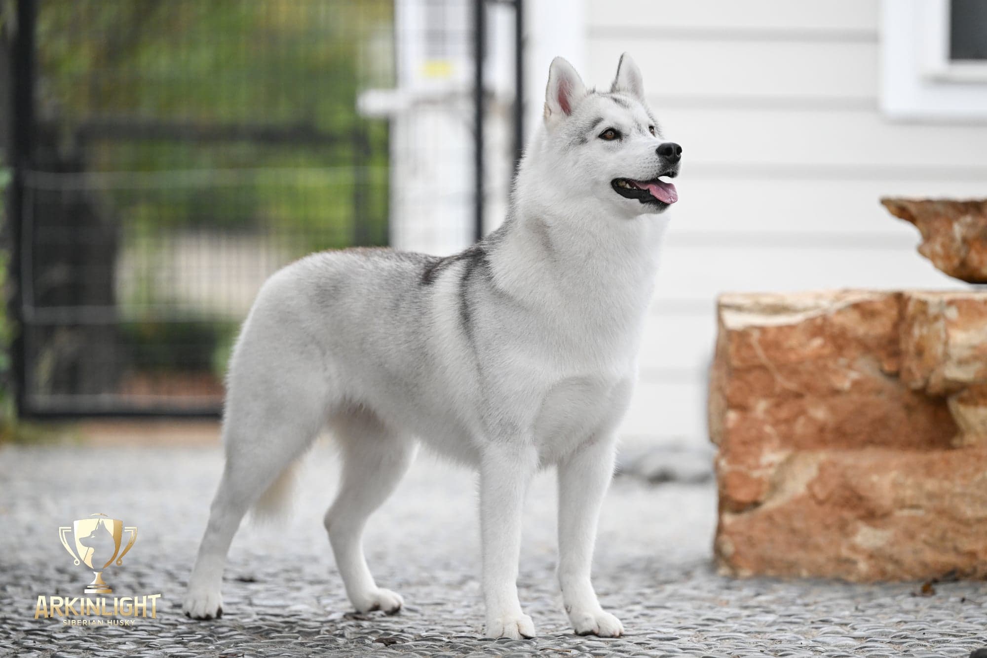 Sunny adult Siberian Husky placement photo 6