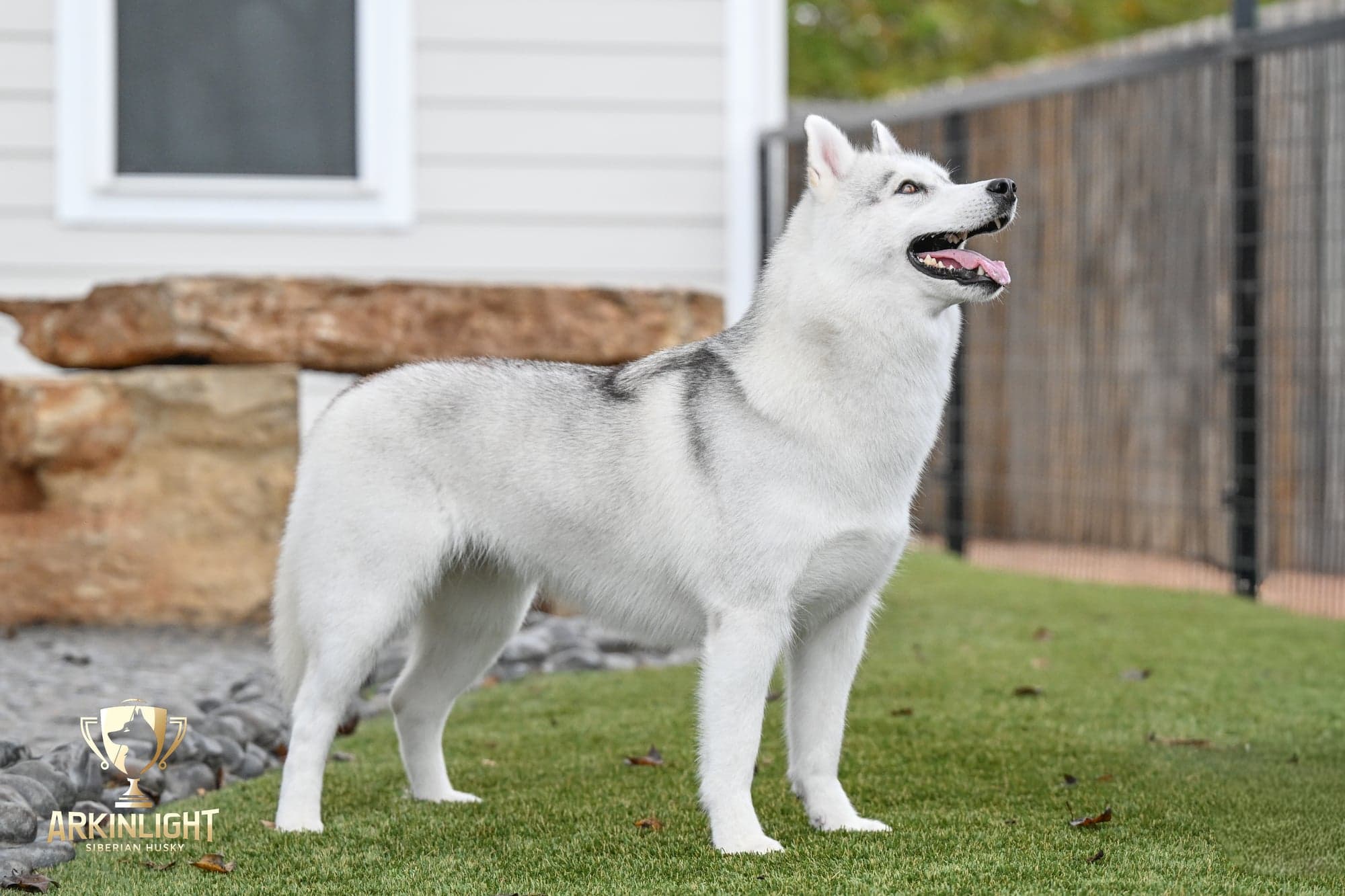Sunny adult Siberian Husky placement photo 7