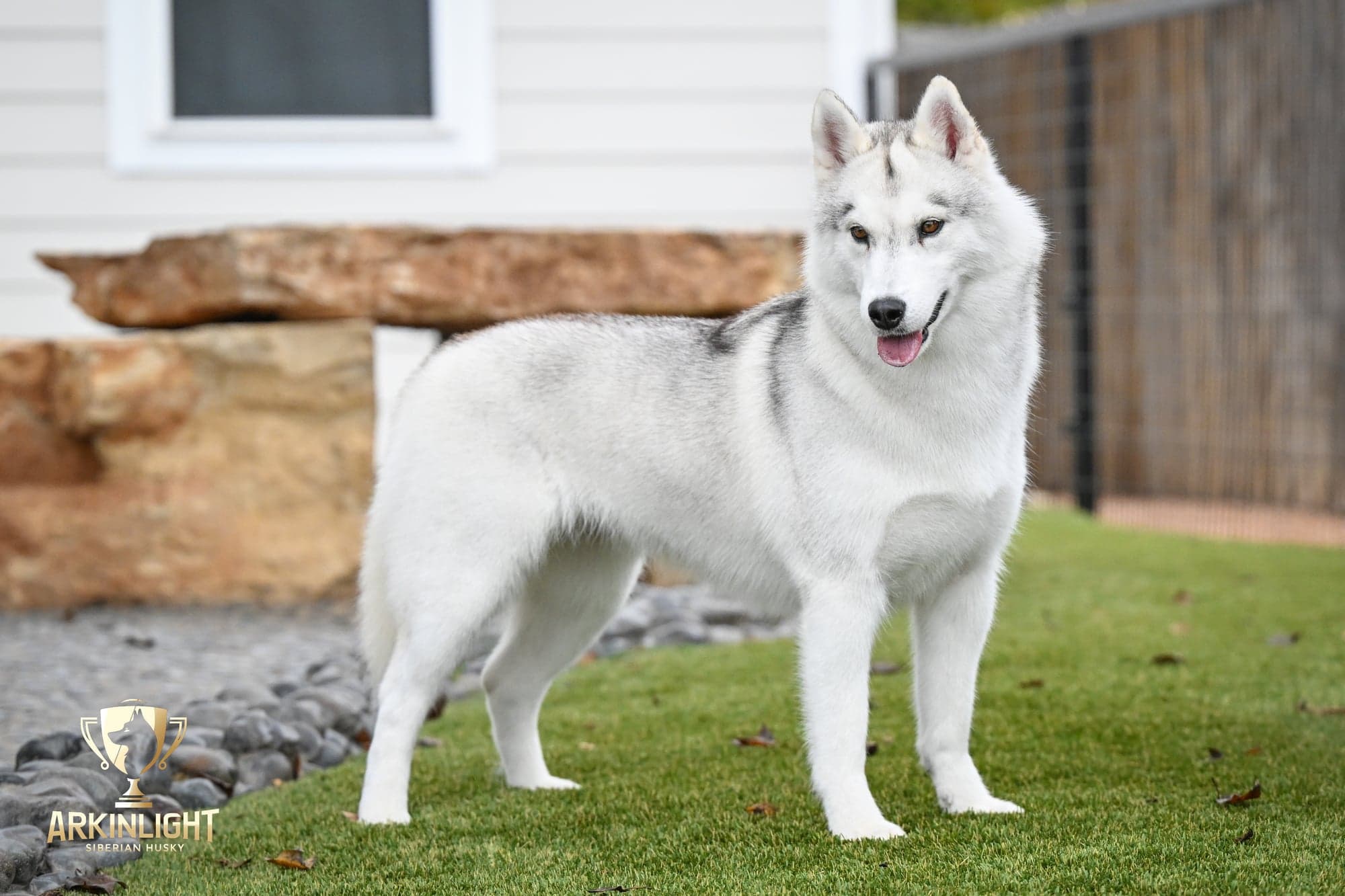 Sunny adult Siberian Husky placement photo 8