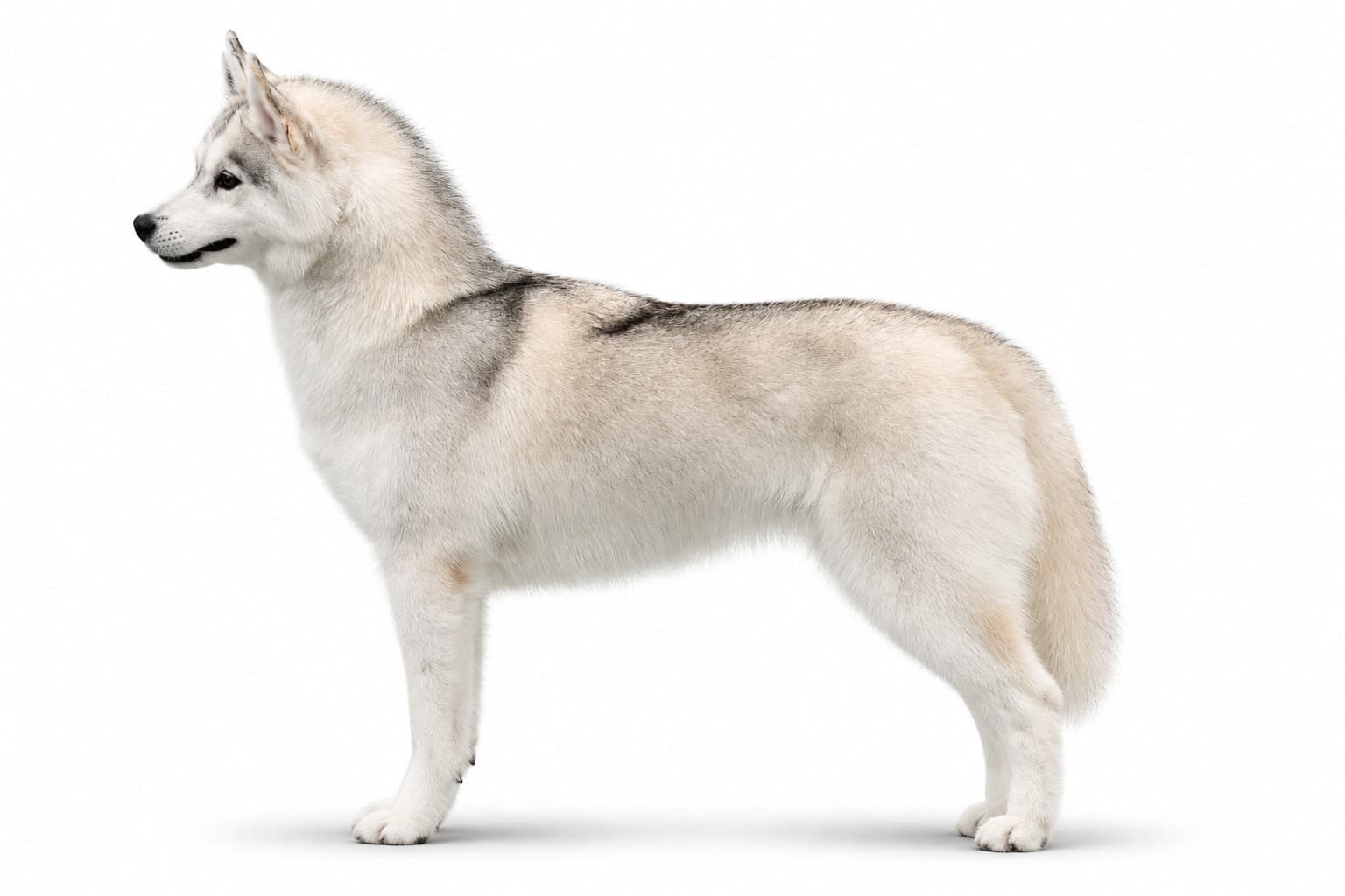 Sunny, a gray and white Arkinlight Siberian Husky