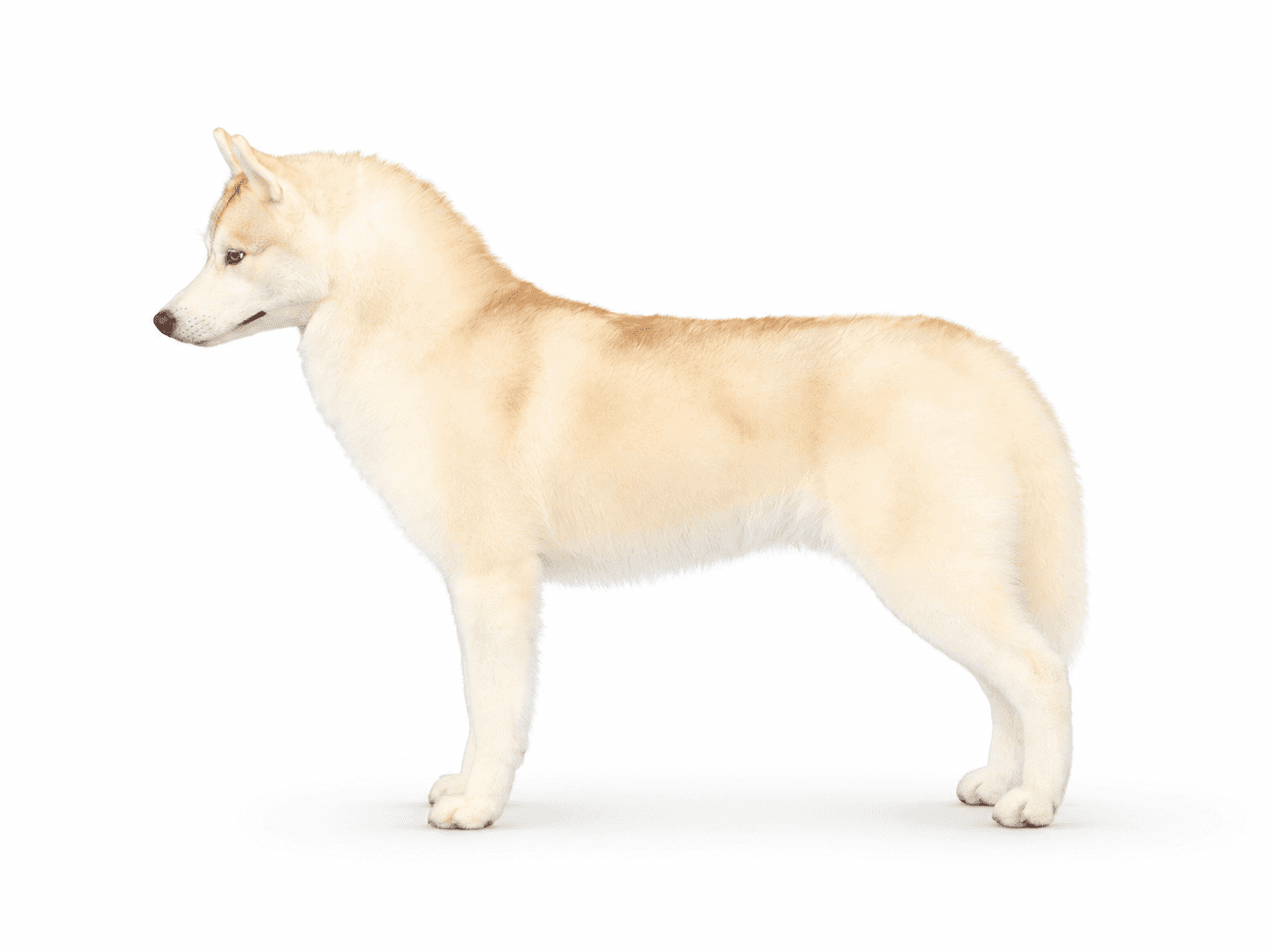 Ch. Arkinlight's Caramel Macchiato standing in profile on a white background