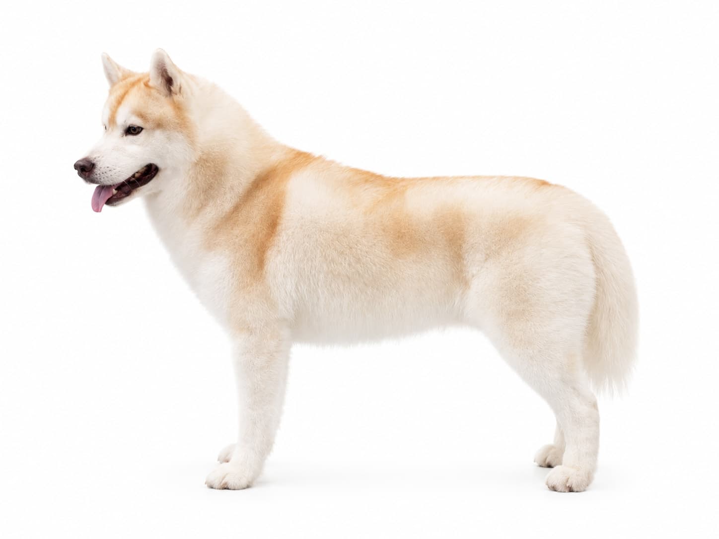 Am. GCh. Trinacria's Son of the Sun presented in clean white studio light for Central Texas Husky visits