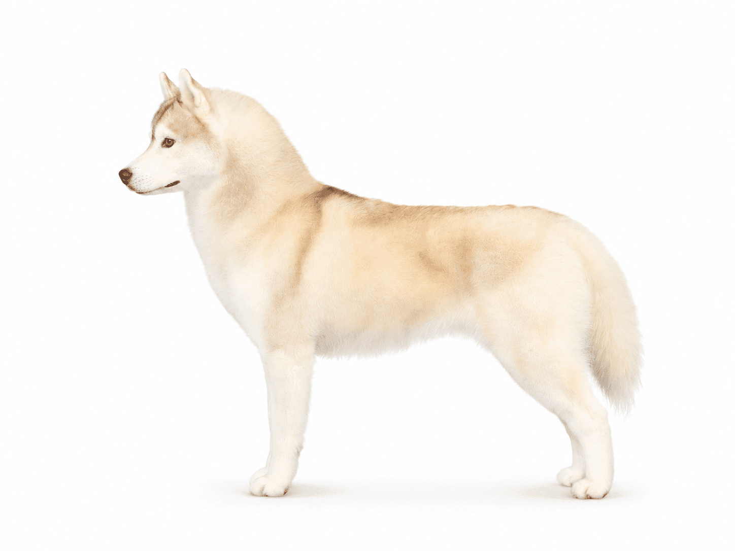 The evolution of the modern Siberian Husky education guide visual