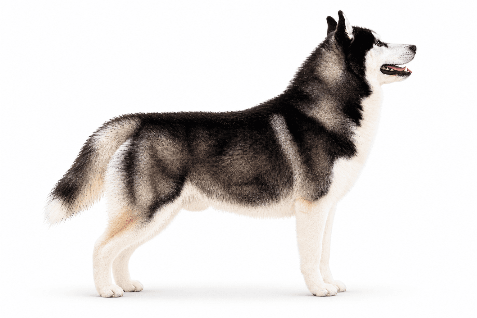 GCh. Trinacria's Black Tornado, Tornade, standing in profile on a white background
