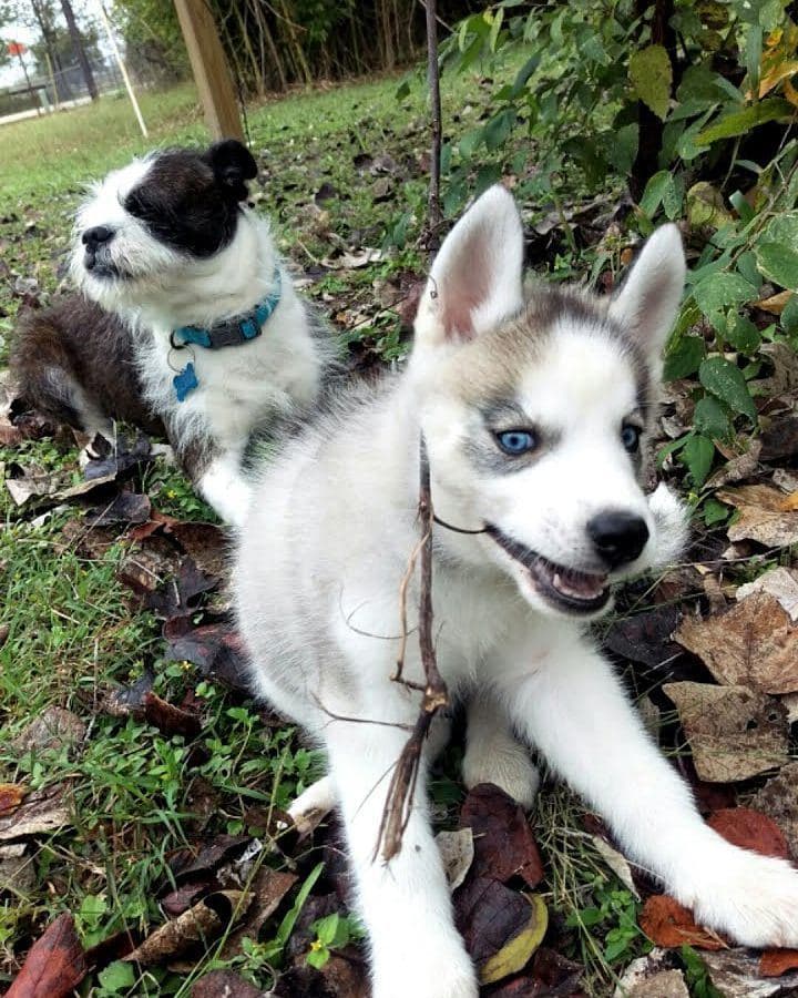 Central Texas Husky family pickup and puppy update photo 29