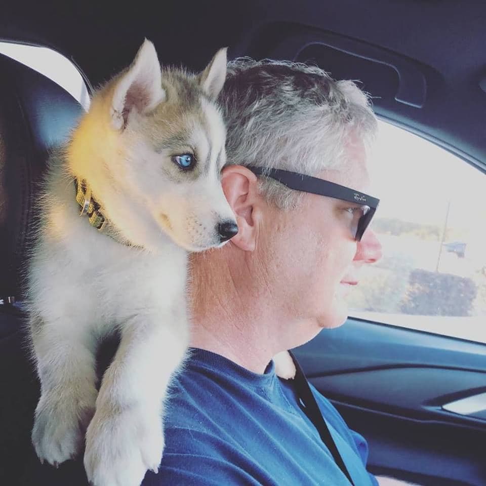Central Texas Husky family pickup and puppy update photo 30