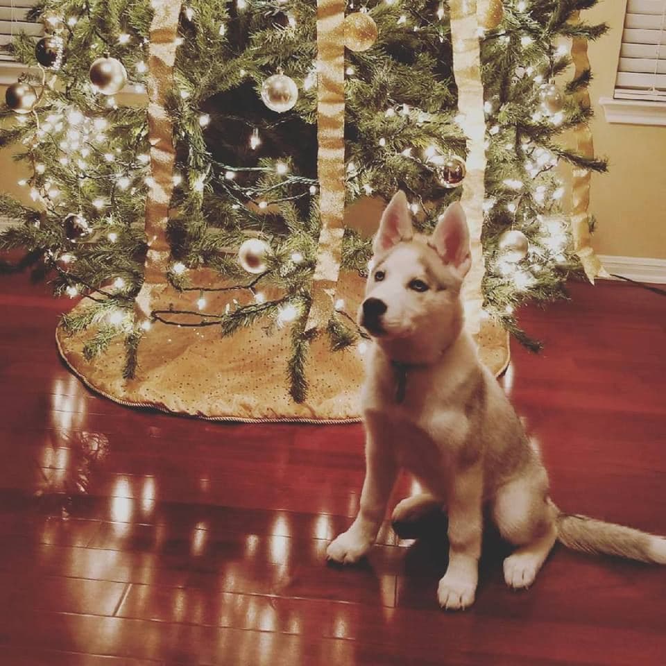 Central Texas Husky family pickup and puppy update photo 33