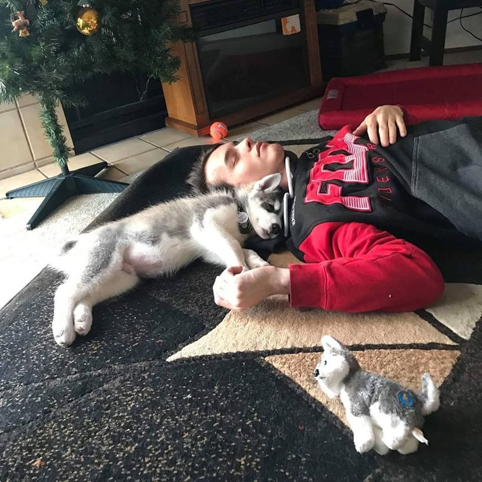 Central Texas Husky family pickup and puppy update photo 34