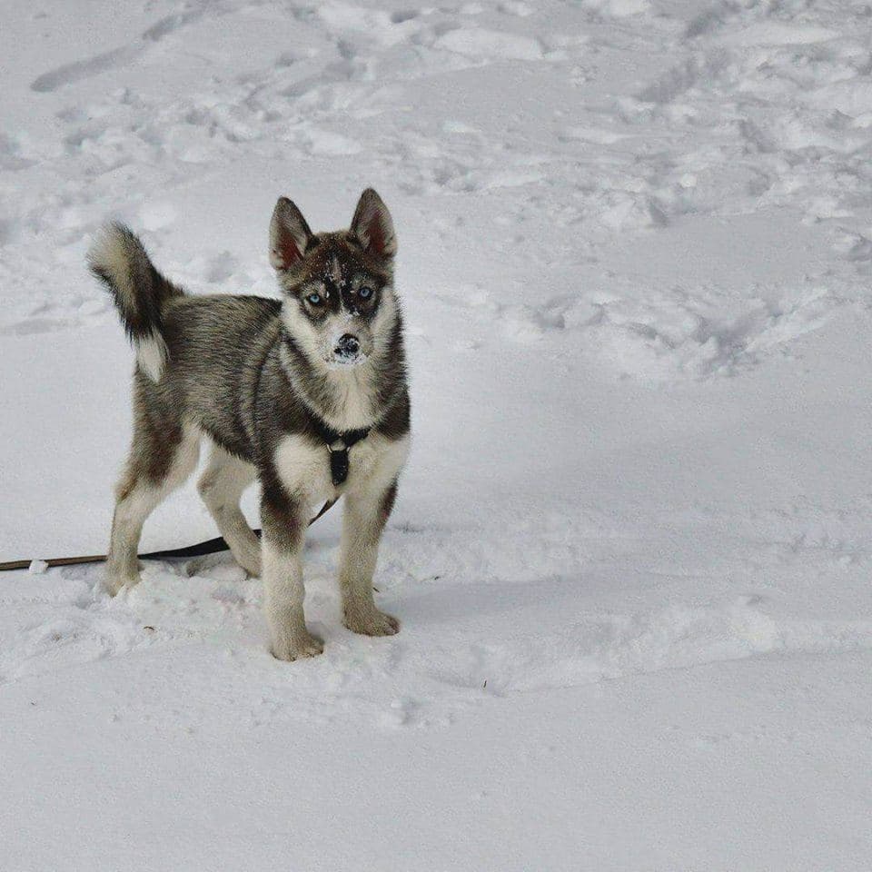 Central Texas Husky family pickup and puppy update photo 35