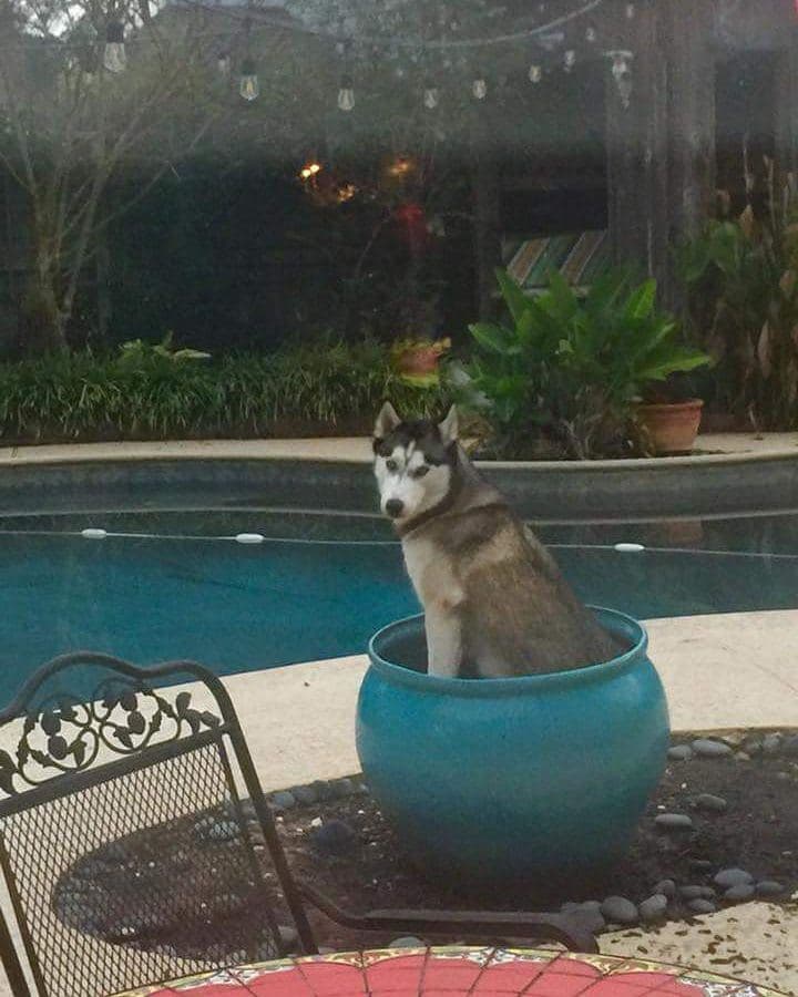 Central Texas Husky family pickup and puppy update photo 37