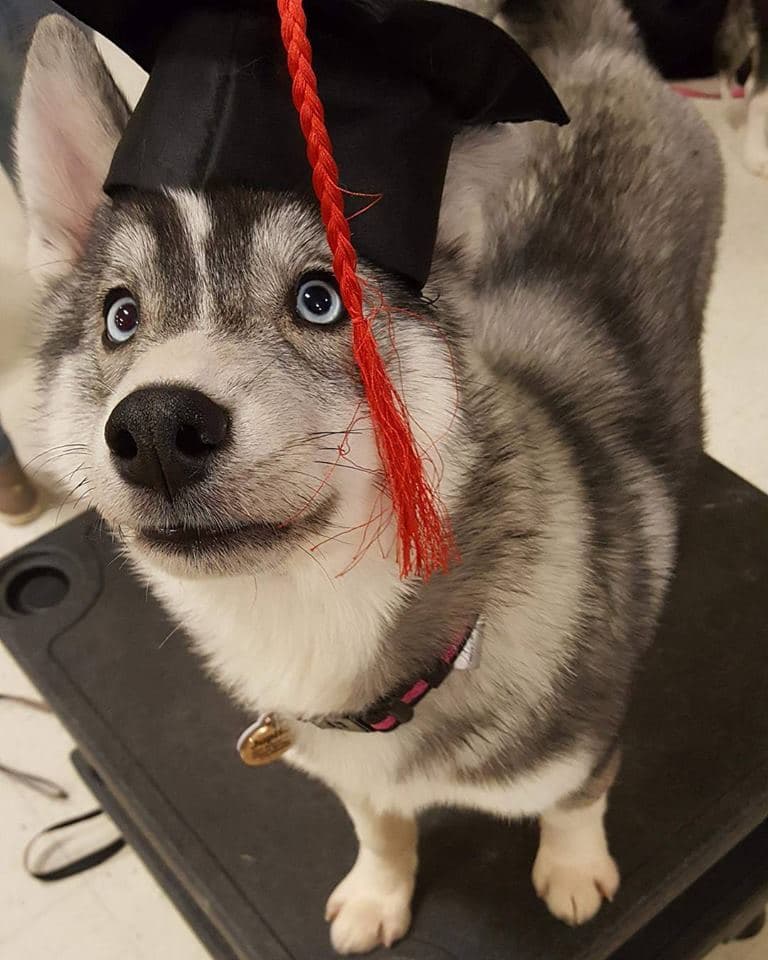 Central Texas Husky family pickup and puppy update photo 39