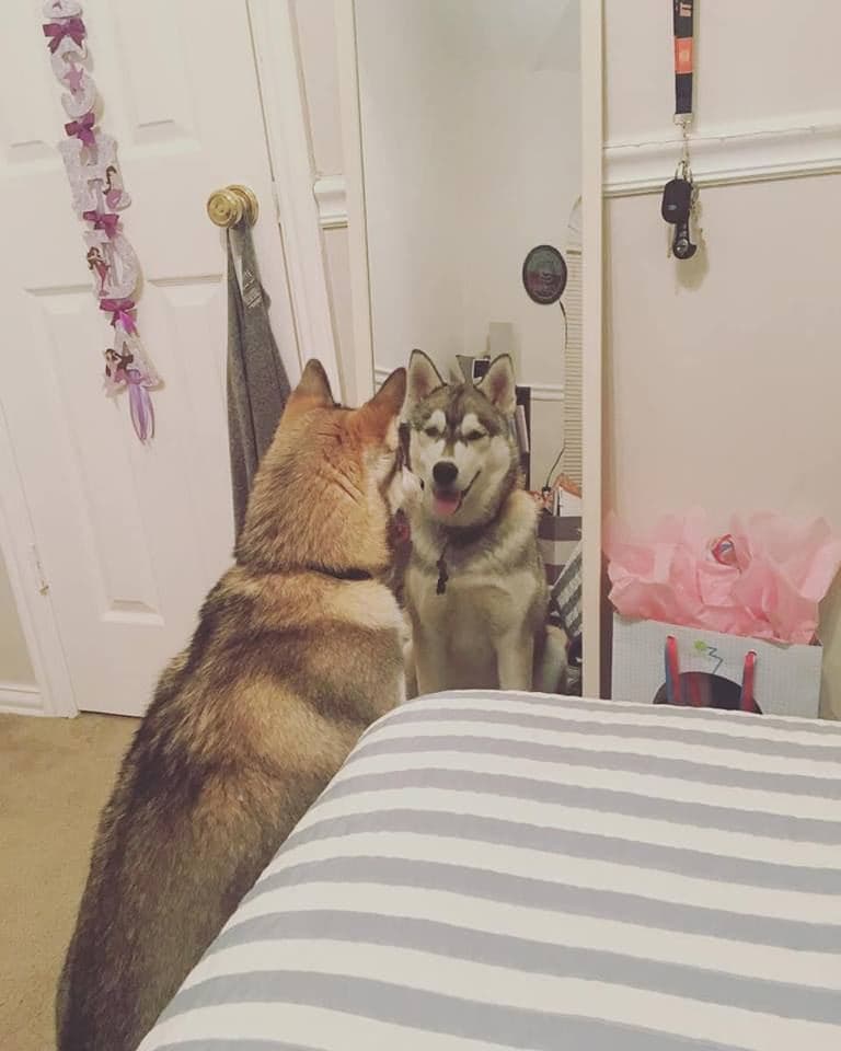 Central Texas Husky family pickup and puppy update photo 40