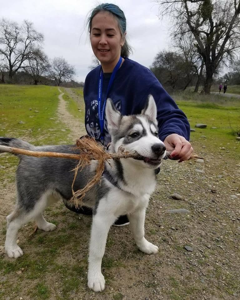 Central Texas Husky family pickup and puppy update photo 41