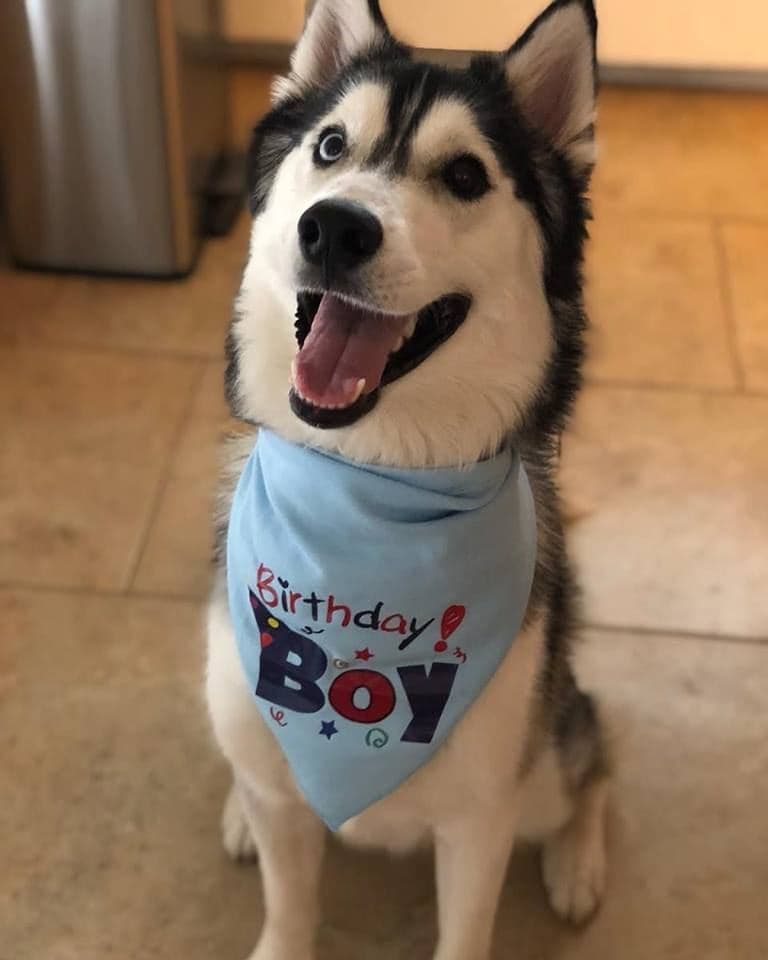 Central Texas Husky family pickup and puppy update photo 42