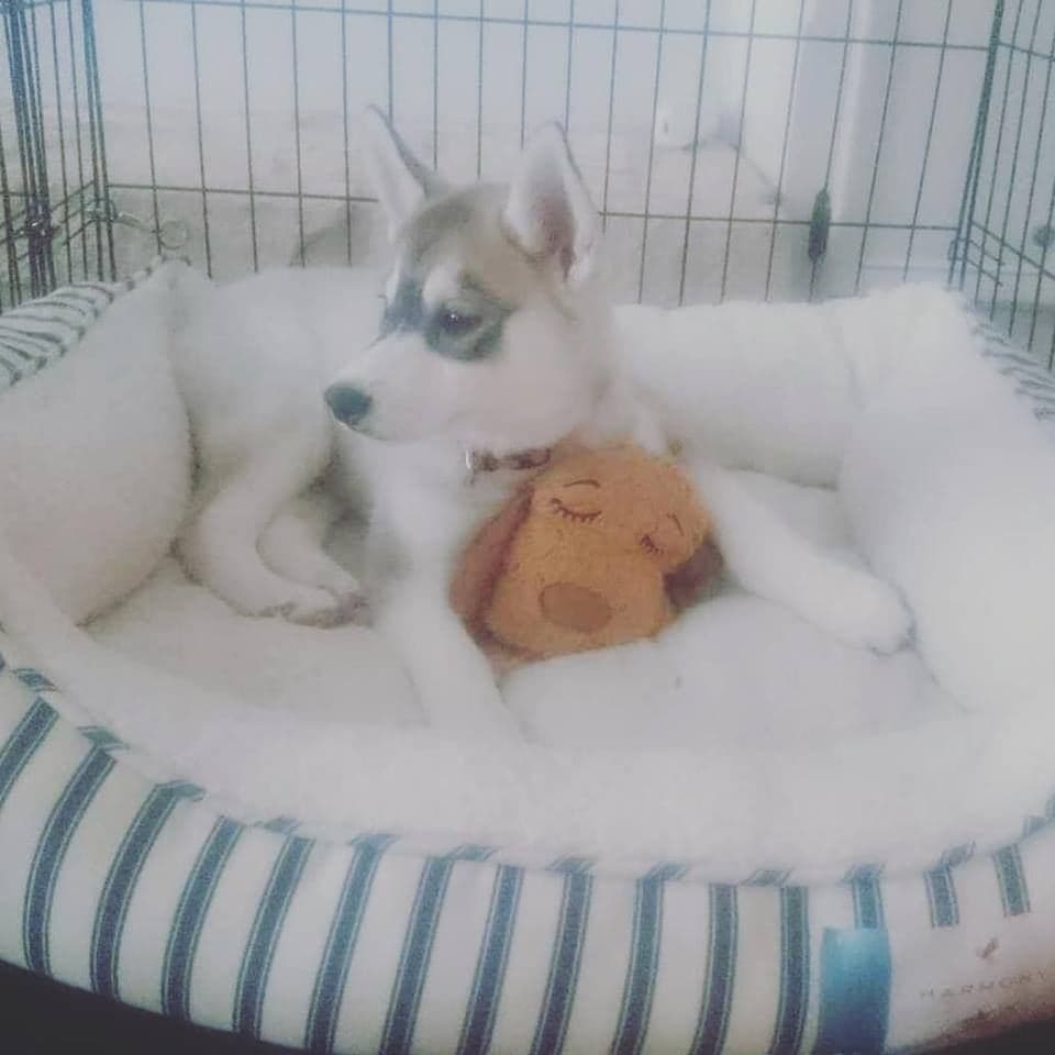 Central Texas Husky family pickup and puppy update photo 43