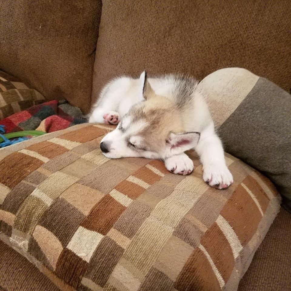 Central Texas Husky family pickup and puppy update photo 44