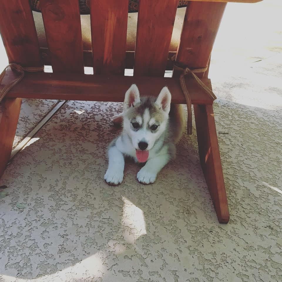 Central Texas Husky family pickup and puppy update photo 45