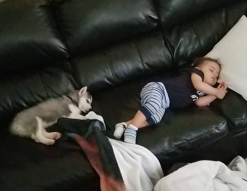 Central Texas Husky family pickup and puppy update photo 46