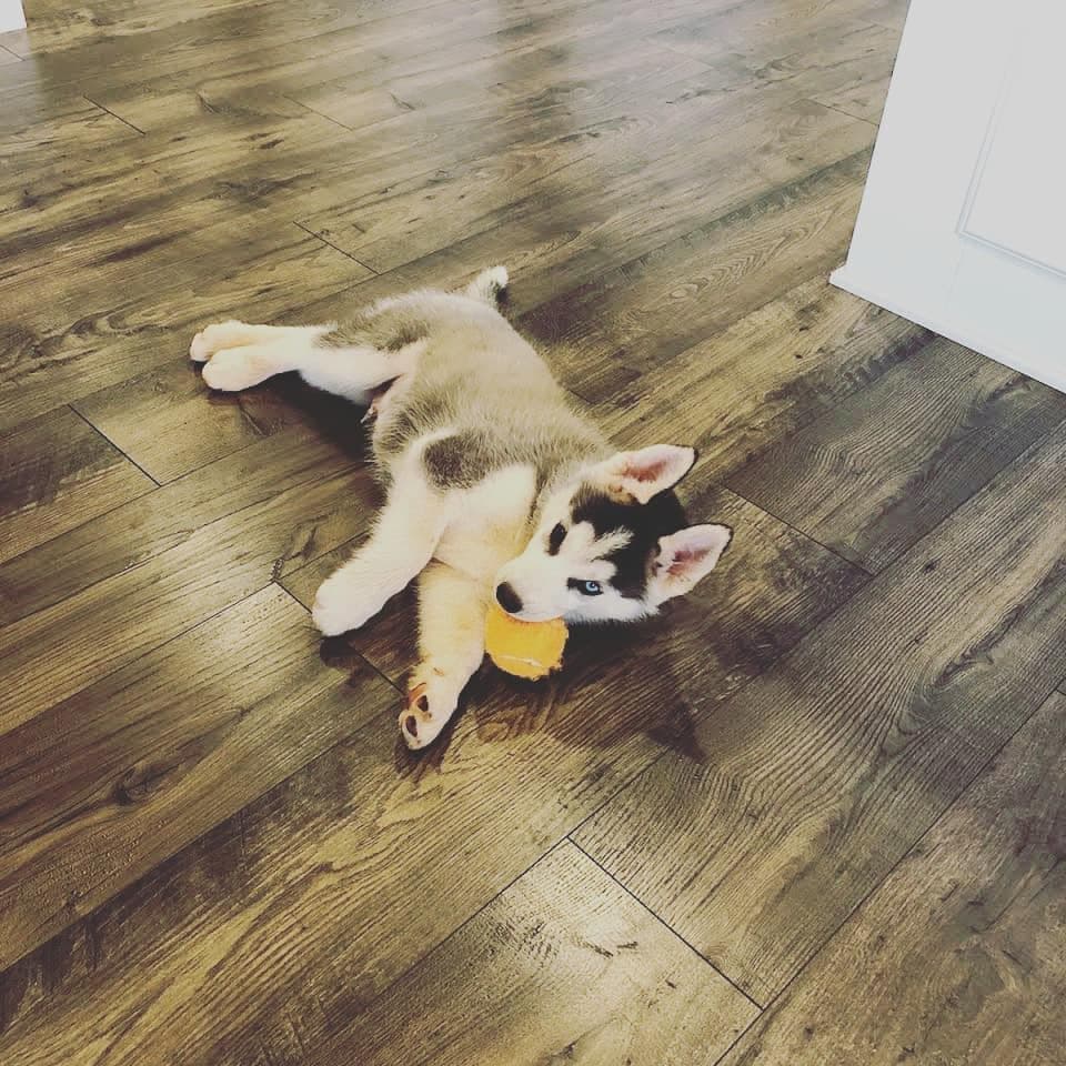 Central Texas Husky family pickup and puppy update photo 47