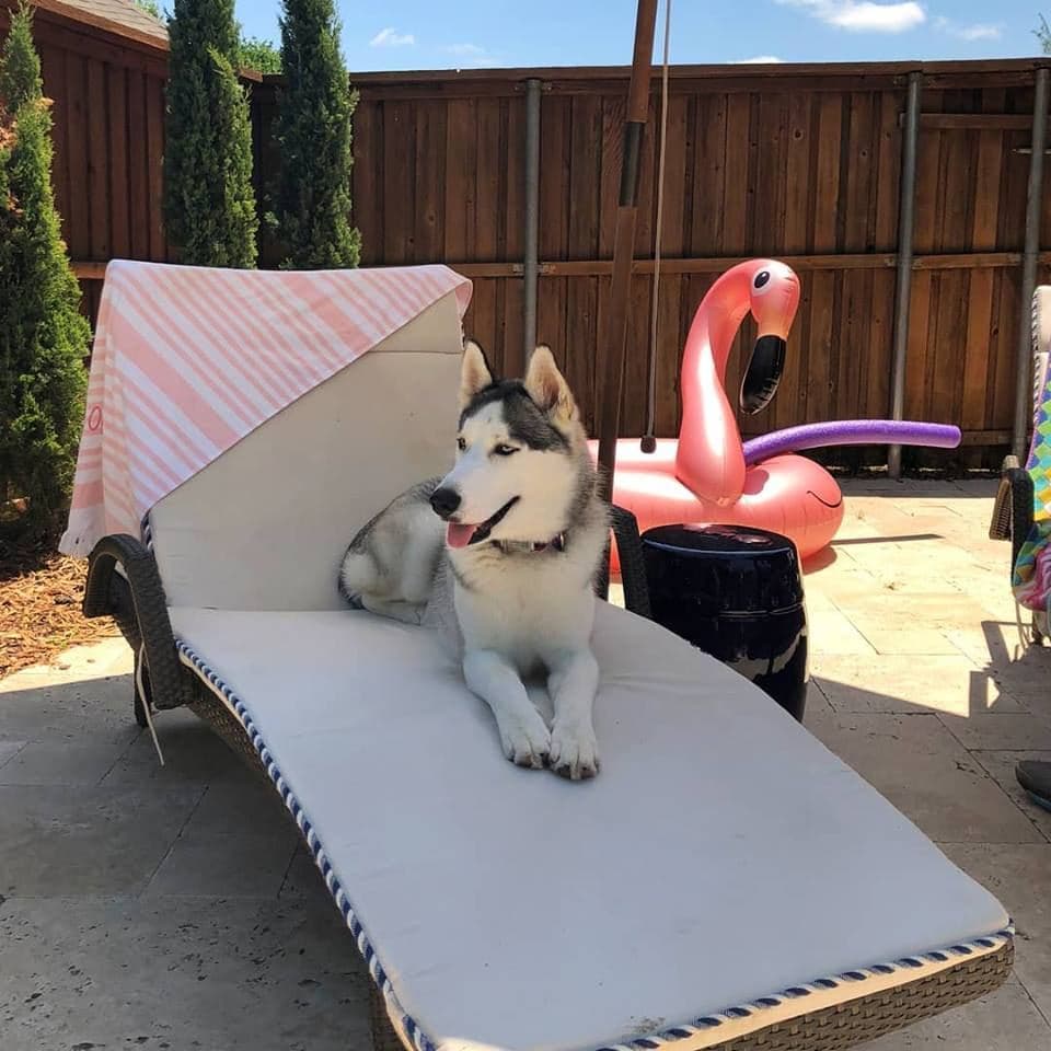 Central Texas Husky family pickup and puppy update photo 48