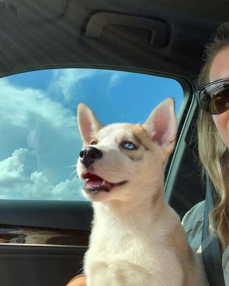Central Texas Husky family pickup and puppy update photo 49