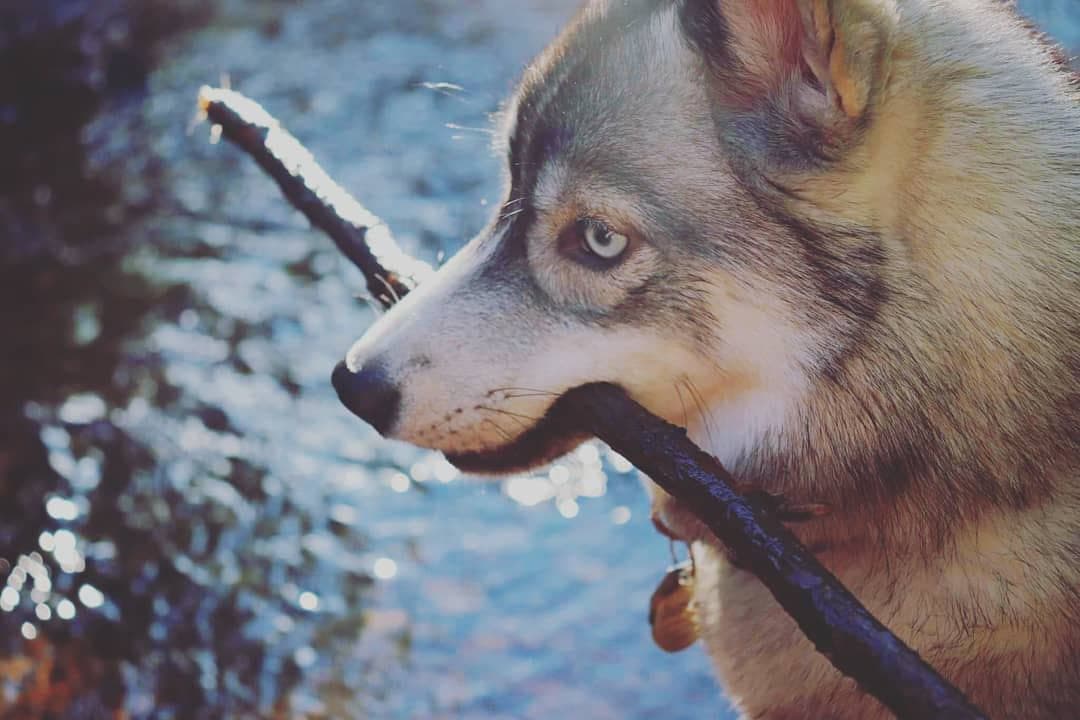 Central Texas Husky family pickup and puppy update photo 50