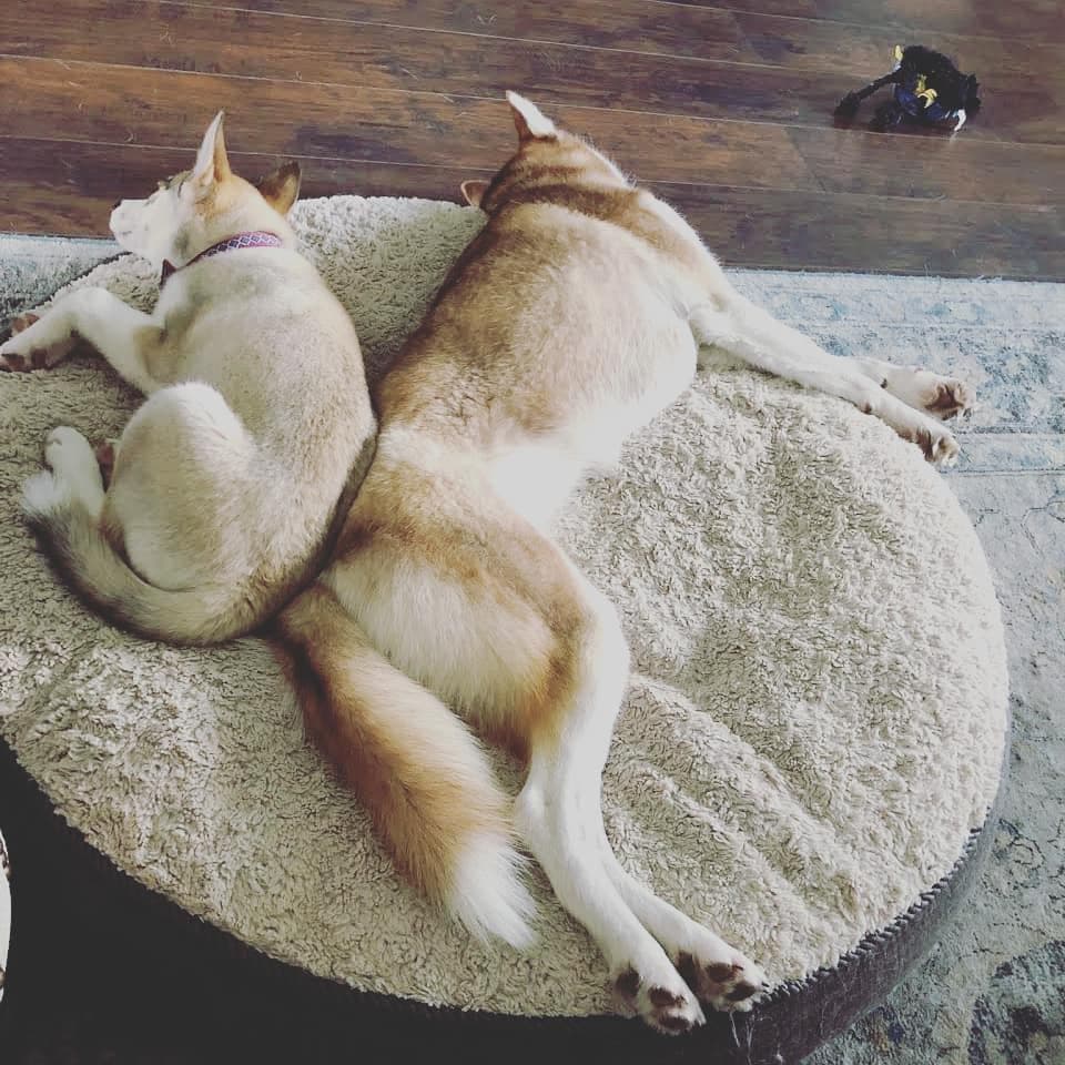 Central Texas Husky family pickup and puppy update photo 51