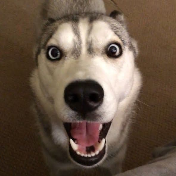 Central Texas Husky family pickup and puppy update photo 52