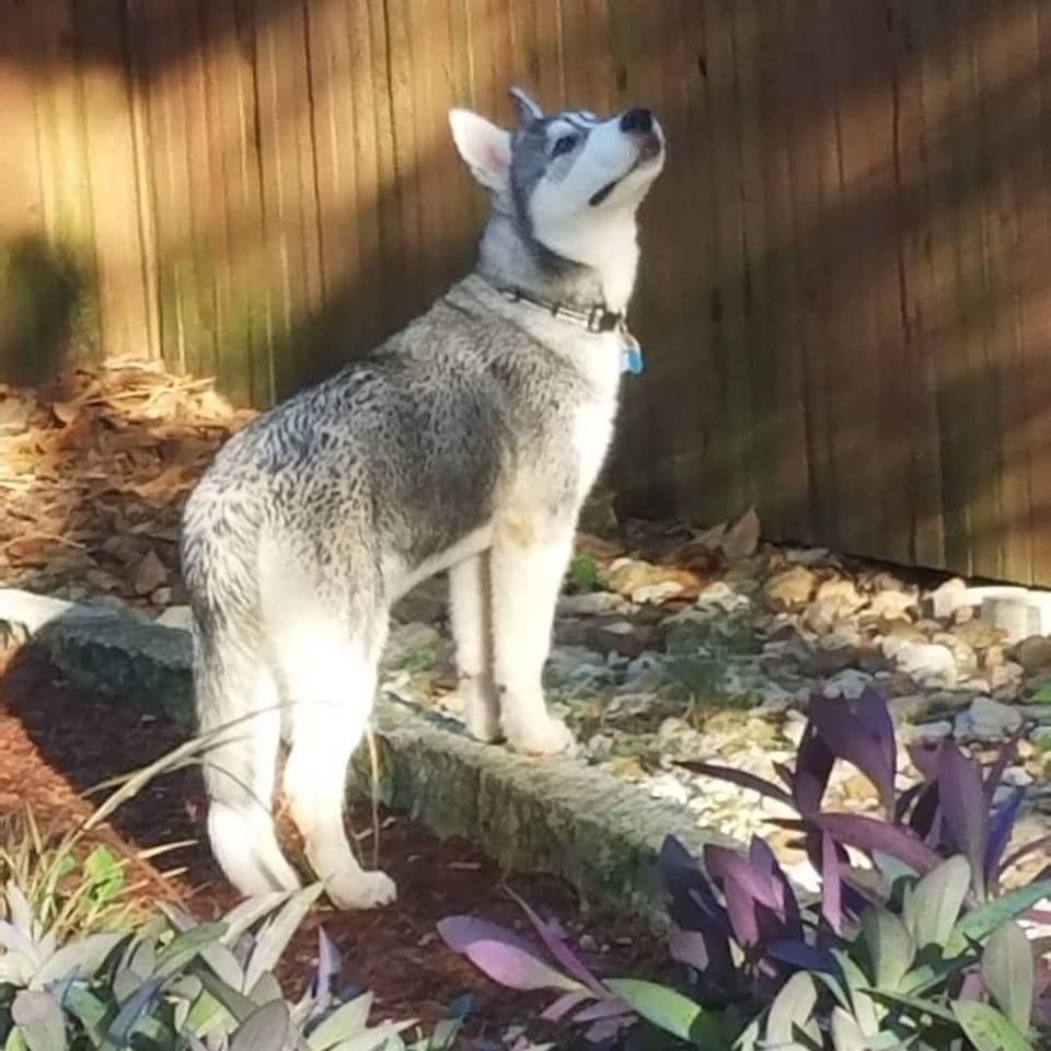 Central Texas Husky family pickup and puppy update photo 53