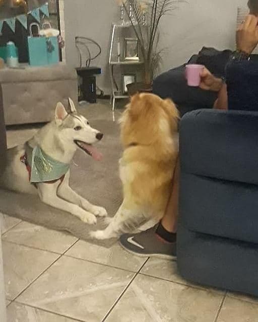 Central Texas Husky family pickup and puppy update photo 54
