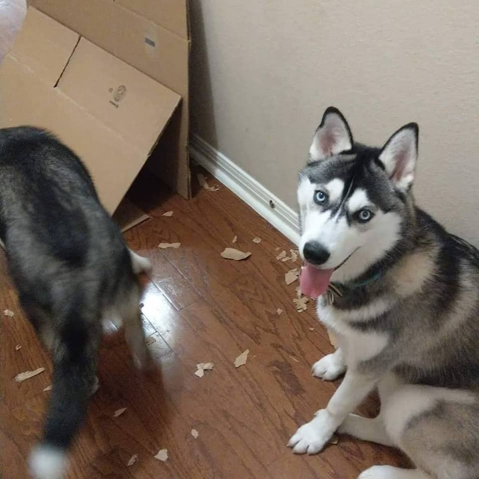 Central Texas Husky family pickup and puppy update photo 55
