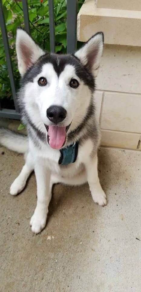 Central Texas Husky family pickup and puppy update photo 56