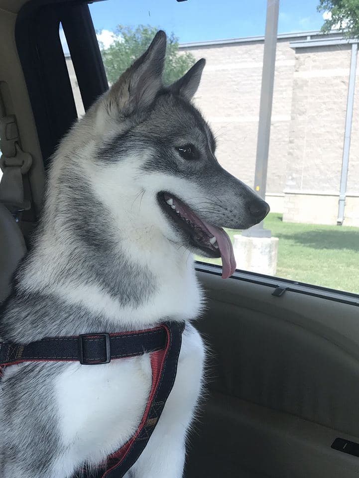 Central Texas Husky family pickup and puppy update photo 57
