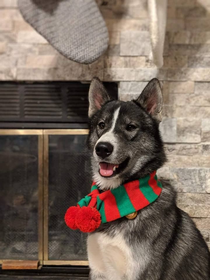 Central Texas Husky family pickup and puppy update photo 58