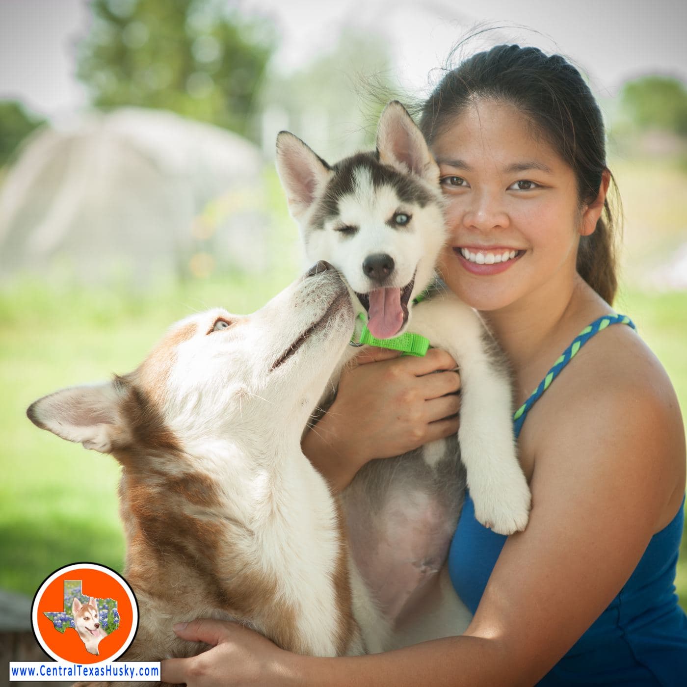 Central Texas Husky family pickup and puppy update photo 65