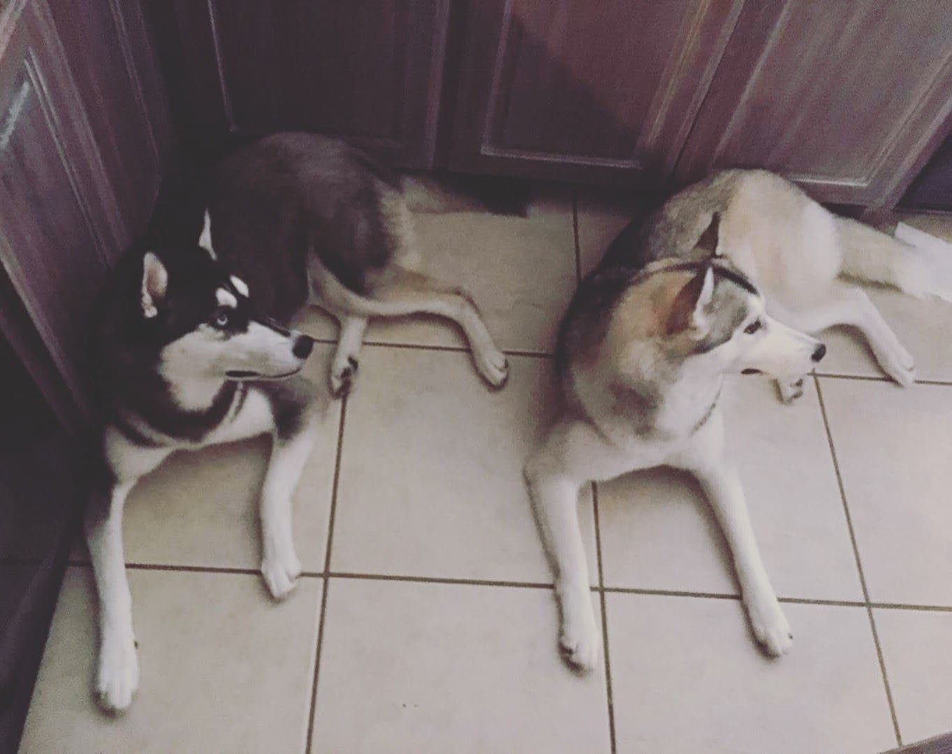 Central Texas Husky family pickup and puppy update photo 81