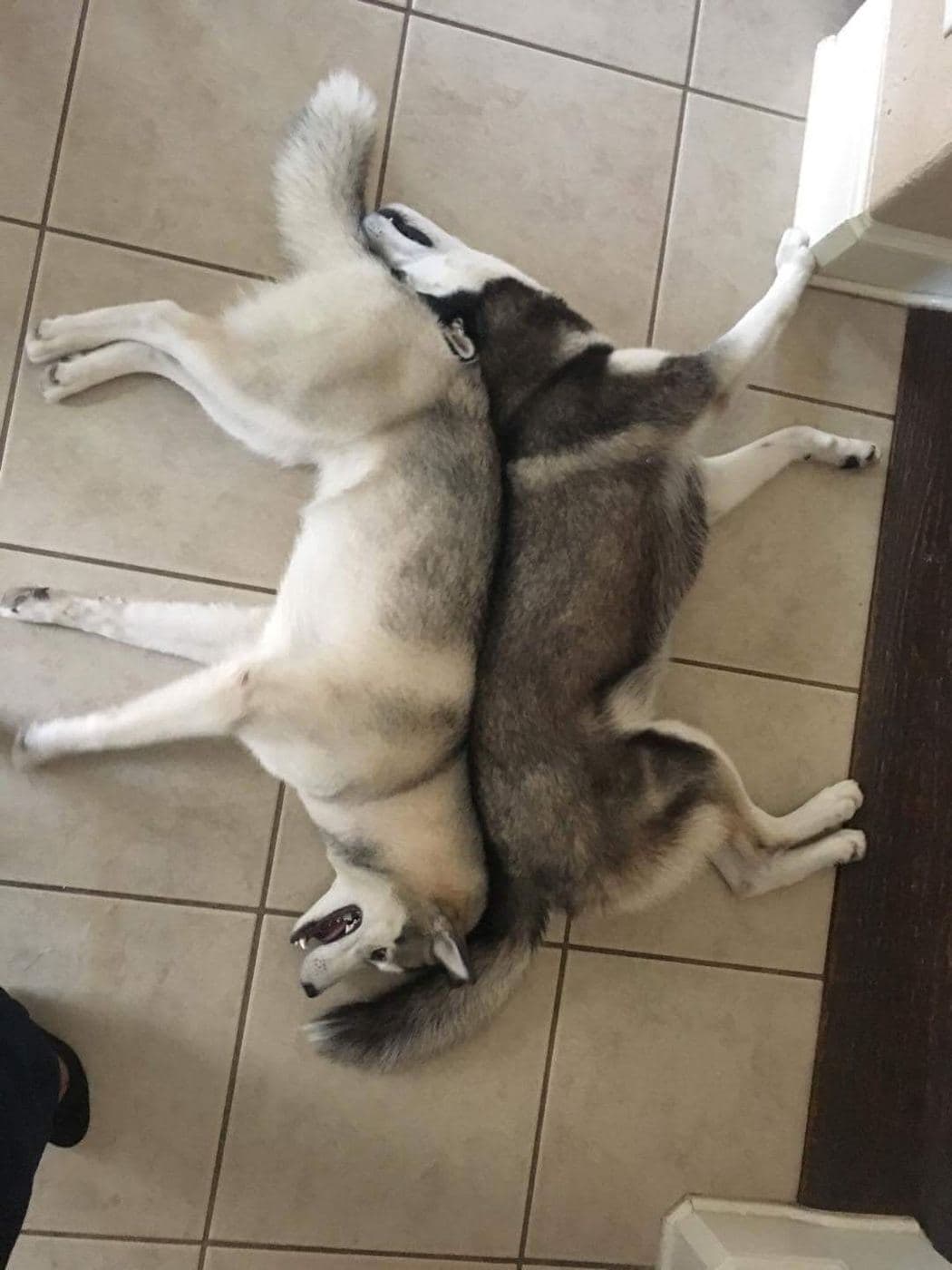 Central Texas Husky family pickup and puppy update photo 82
