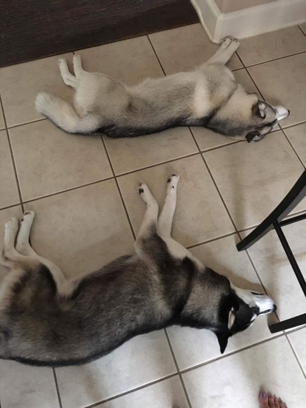 Central Texas Husky family pickup and puppy update photo 83