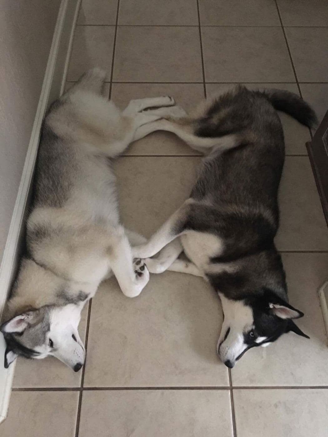 Central Texas Husky family pickup and puppy update photo 84