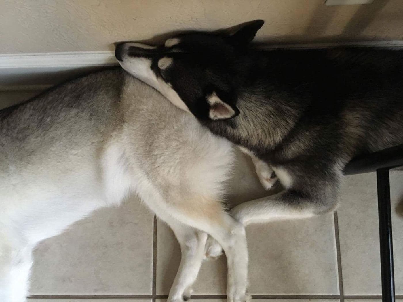 Central Texas Husky family pickup and puppy update photo 85