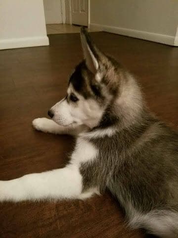 Central Texas Husky family pickup and puppy update photo 86