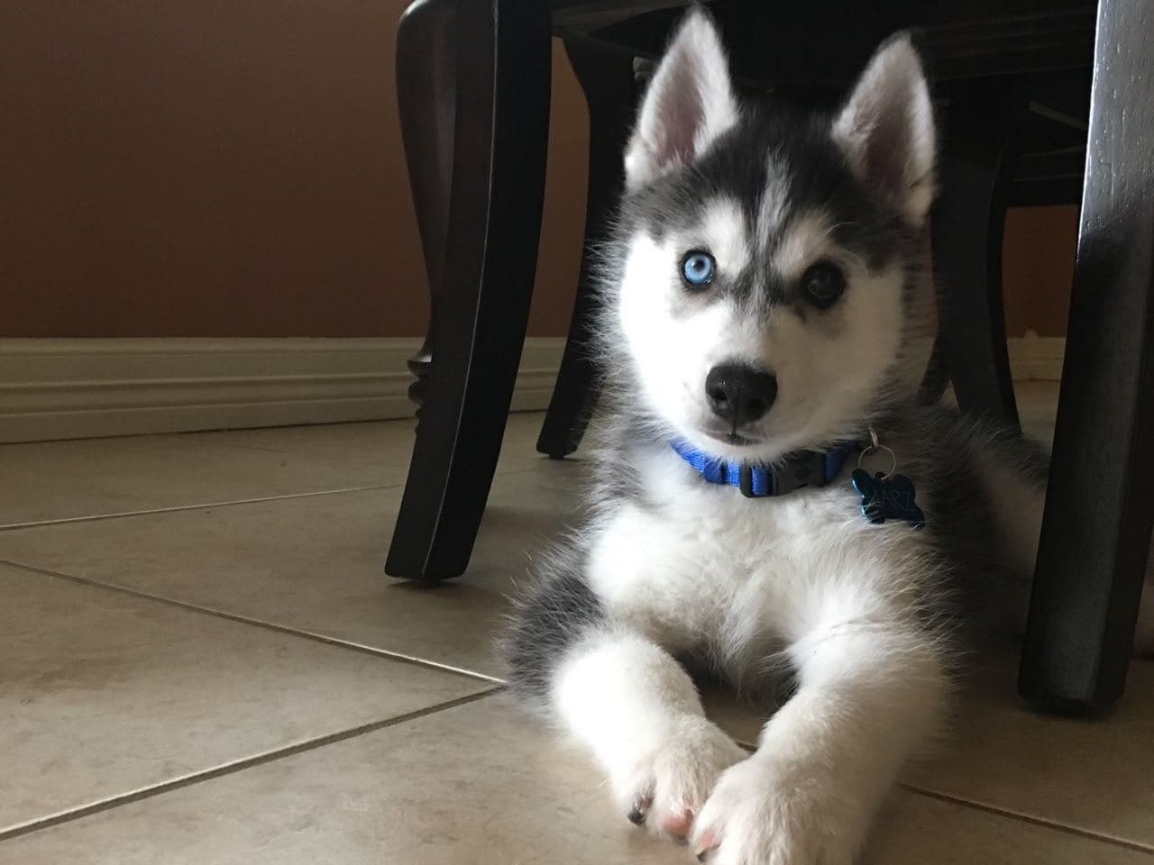 Central Texas Husky family pickup and puppy update photo 87