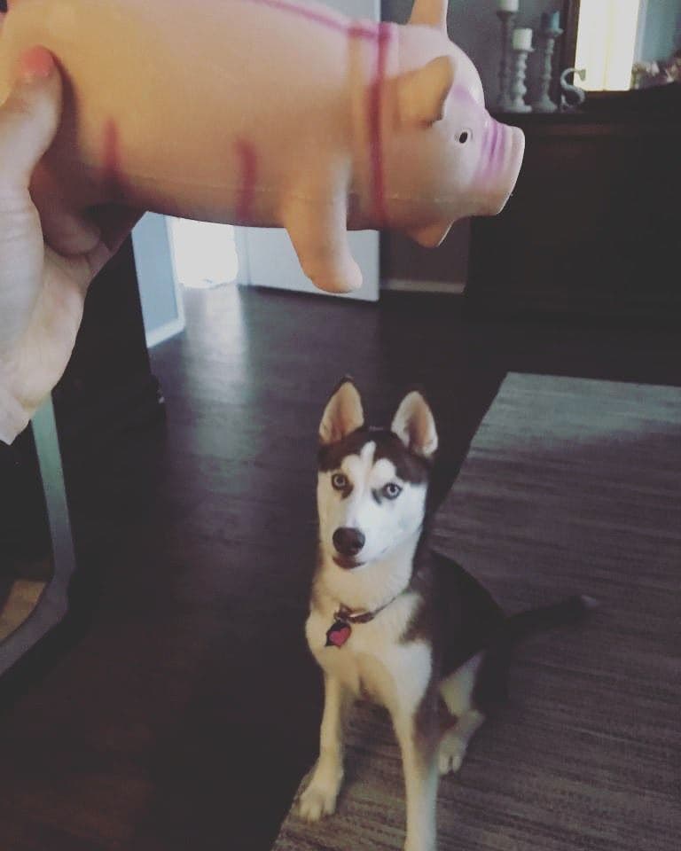 Central Texas Husky family pickup and puppy update photo 88