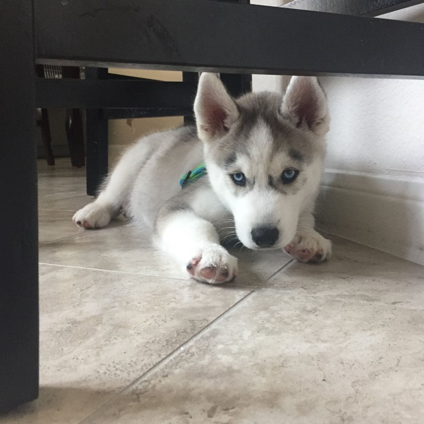 Central Texas Husky family pickup and puppy update photo 89