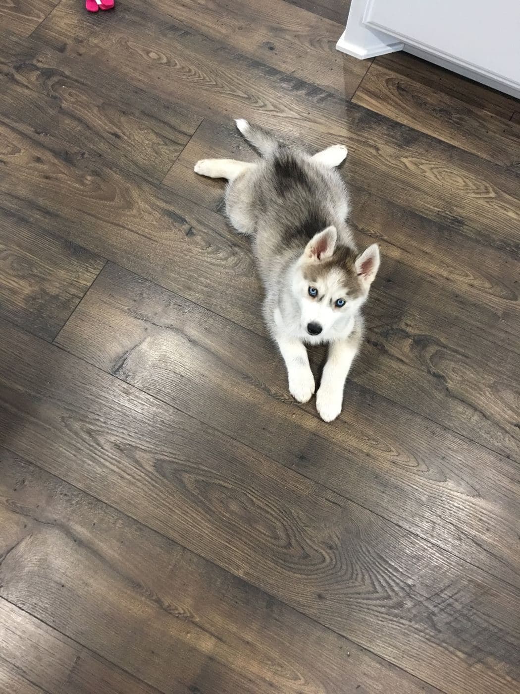Central Texas Husky family pickup and puppy update photo 90